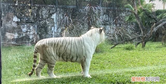 广州动物园多少钱一张门票,广州动物园带小孩攻略