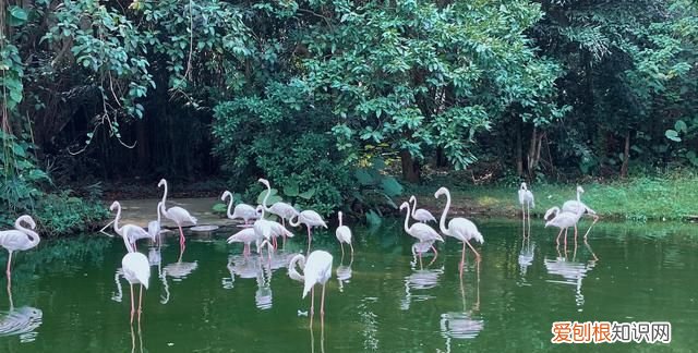 广州动物园多少钱一张门票,广州动物园带小孩攻略