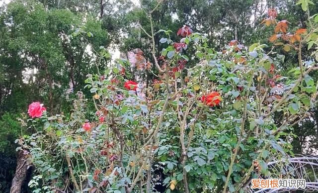 广州动物园多少钱一张门票,广州动物园带小孩攻略