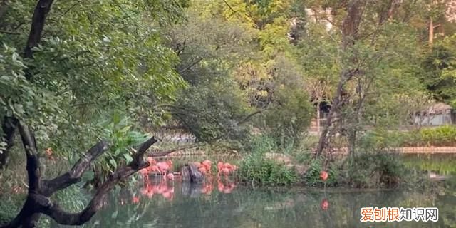 广州动物园多少钱一张门票,广州动物园带小孩攻略