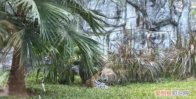 广州动物园多少钱一张门票,广州动物园带小孩攻略