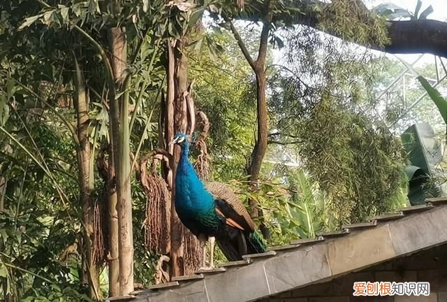 广州动物园多少钱一张门票,广州动物园带小孩攻略