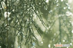 沙柳可以长多高 种植沙柳的好处