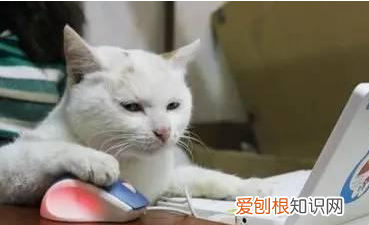 建国后不能成精出自哪里，建国以后动物不能成精这句话的由来