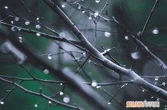 经济林木有哪些树种 北方最赚钱的经济林