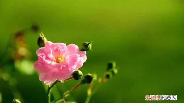 人生哲理的句子，感悟人生哲理的句子