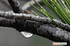 丝棉木是乔木还是灌木 乔木在园林中的作用