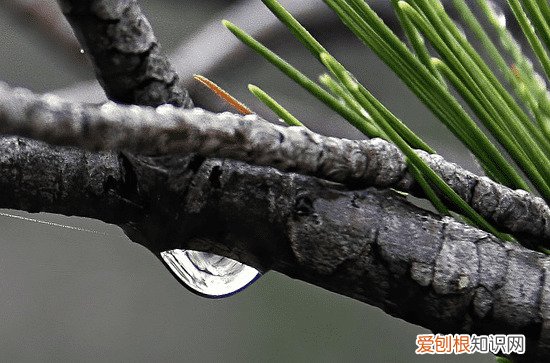 丝棉木是乔木还是灌木 乔木在园林中的作用