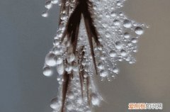 为什么柳树可以防风固沙 柳树有哪些生态意义