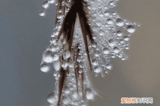 为什么柳树可以防风固沙 柳树有哪些生态意义