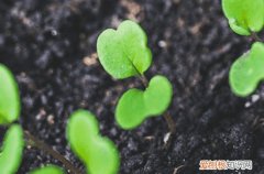 什么叫速生蔬菜 栽培速生菜技术