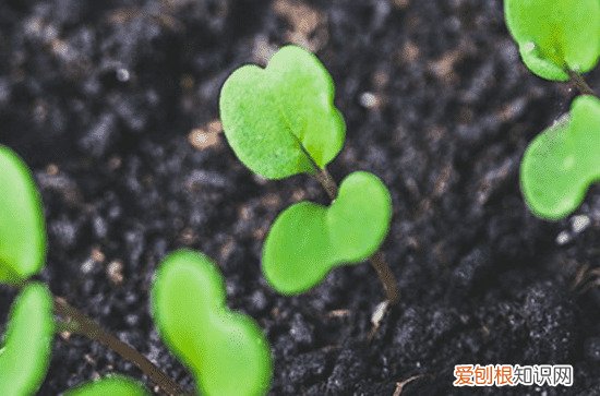 什么叫速生蔬菜 栽培速生菜技术