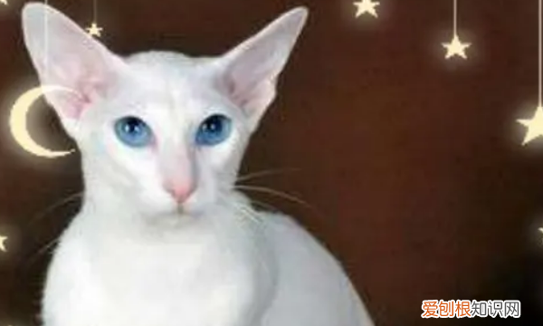 白色长毛猫是什么品种,纯白的猫咪叫什么品种多少钱