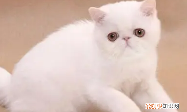 白色长毛猫是什么品种,纯白的猫咪叫什么品种多少钱