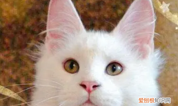 白色长毛猫是什么品种,纯白的猫咪叫什么品种多少钱