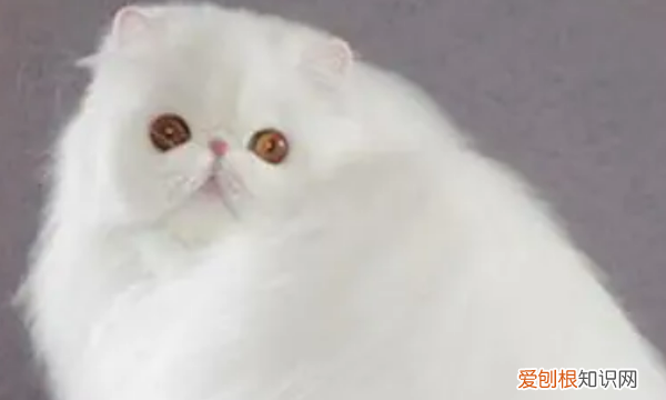白色长毛猫是什么品种,纯白的猫咪叫什么品种多少钱