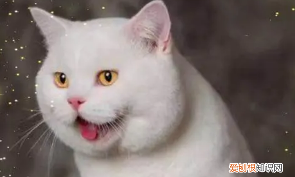 白色长毛猫是什么品种,纯白的猫咪叫什么品种多少钱
