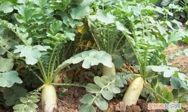 土豆几月份种合适，几月份种萝卜最合适呢