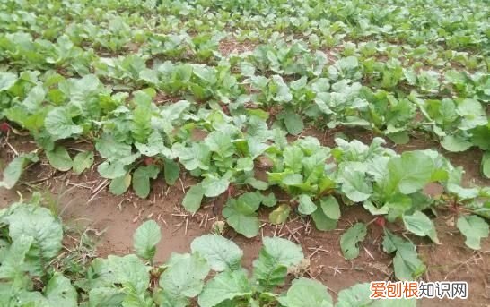 土豆几月份种合适，几月份种萝卜最合适呢