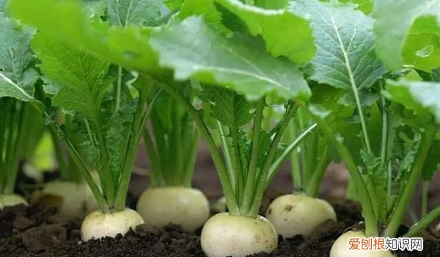 土豆几月份种合适，几月份种萝卜最合适呢