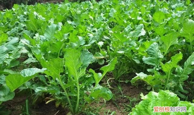 土豆几月份种合适，几月份种萝卜最合适呢