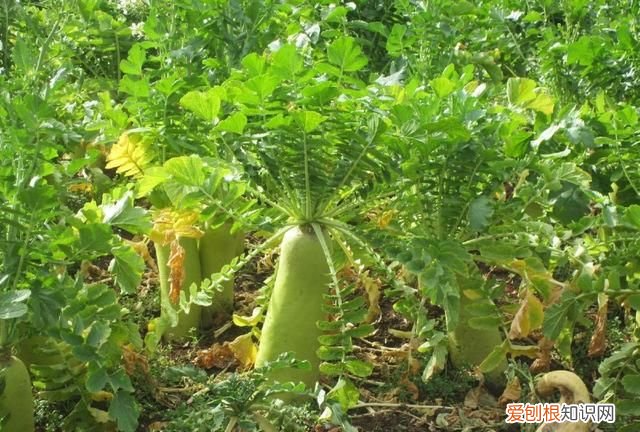 土豆几月份种合适，几月份种萝卜最合适呢