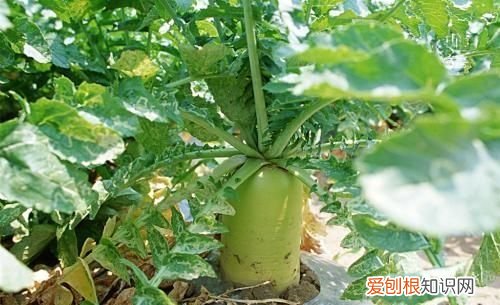 土豆几月份种合适，几月份种萝卜最合适呢