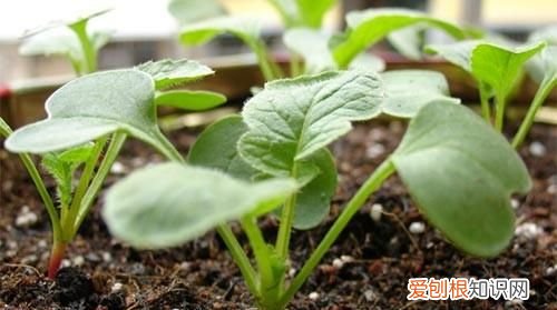 土豆几月份种合适，几月份种萝卜最合适呢