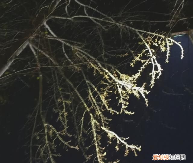 李诞幽默经典语录 段子手李诞经典语录