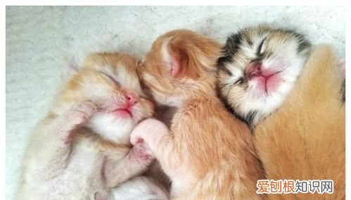 小猫多久可以离开母猫