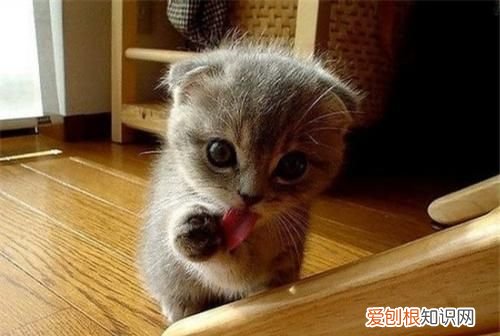 小猫多久可以离开母猫