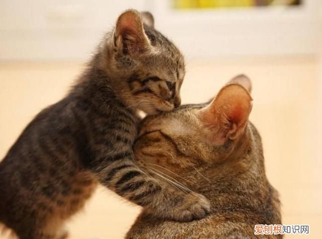 小猫多久可以离开母猫