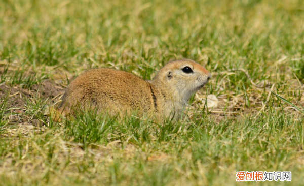 大眼贼是什么动物,东北大眼贼是什么动物图片
