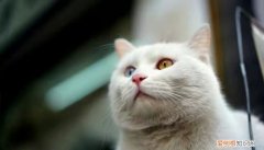 小猫老咕噜咕噜啥意思