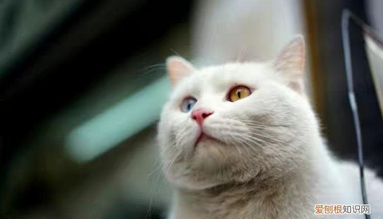 小猫老咕噜咕噜啥意思