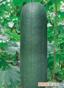 冬瓜立秋后什么时摘，冬瓜成熟的标志是什么