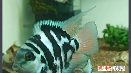 迷你鹦鹉一天喂多少次，一条迷你鹦鹉一天吃几个黑壳虾米