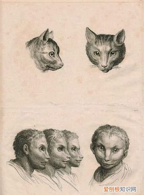猿人是由什么进化来的