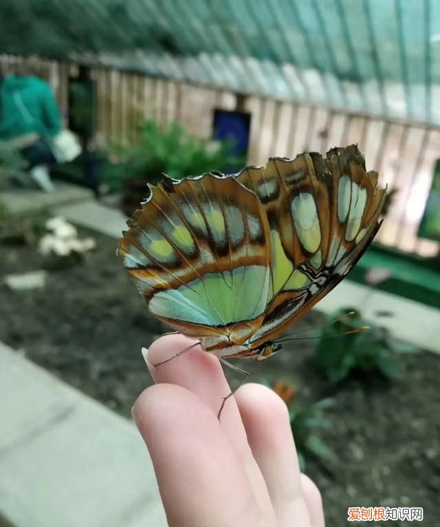 安徽省合肥特产是什么