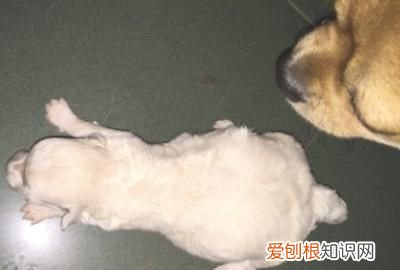 小狗肚子鼓是怎么回事