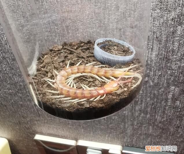 家里有蜈蚣怎么能彻底消灭,家里卫生间有蜈蚣怎么消灭