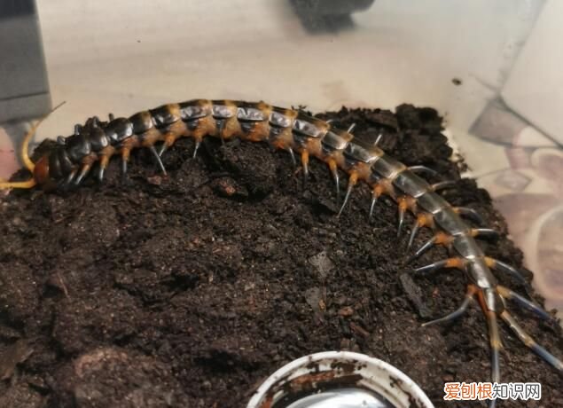 家里有蜈蚣怎么能彻底消灭,家里卫生间有蜈蚣怎么消灭