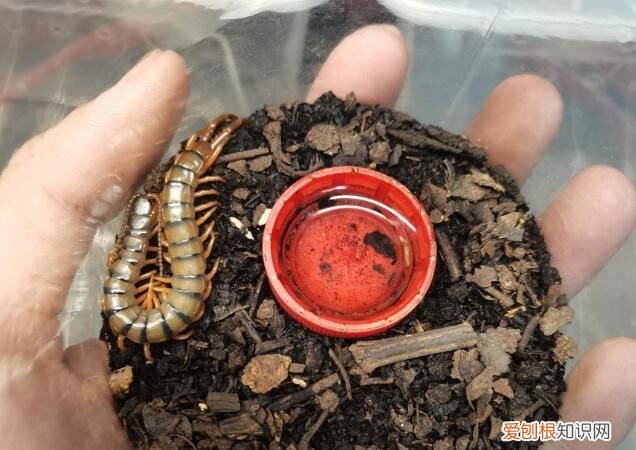 家里有蜈蚣怎么能彻底消灭,家里卫生间有蜈蚣怎么消灭