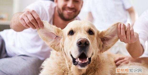 小狗的耳朵为什么耷拉