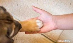 小狗喜欢咬主人的脚是因为什么
