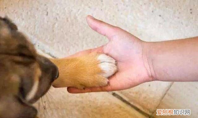 小狗喜欢咬主人的脚是因为什么
