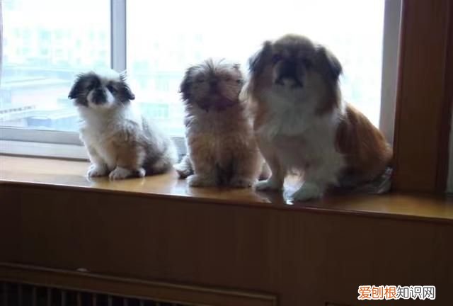 狗的寿命一年是多少岁