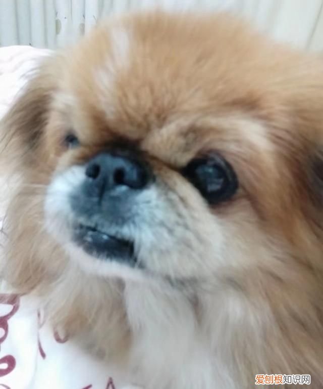 狗的寿命一年是多少岁