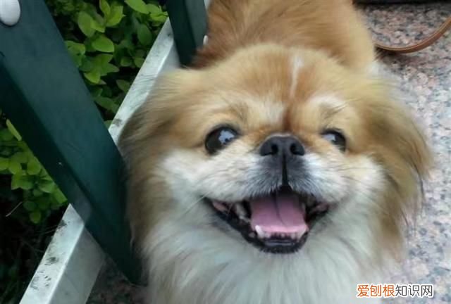 狗的寿命一年是多少岁