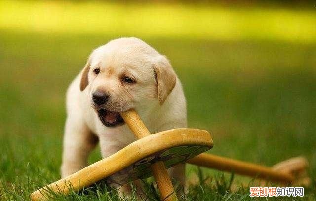 狗的寿命一年是多少岁